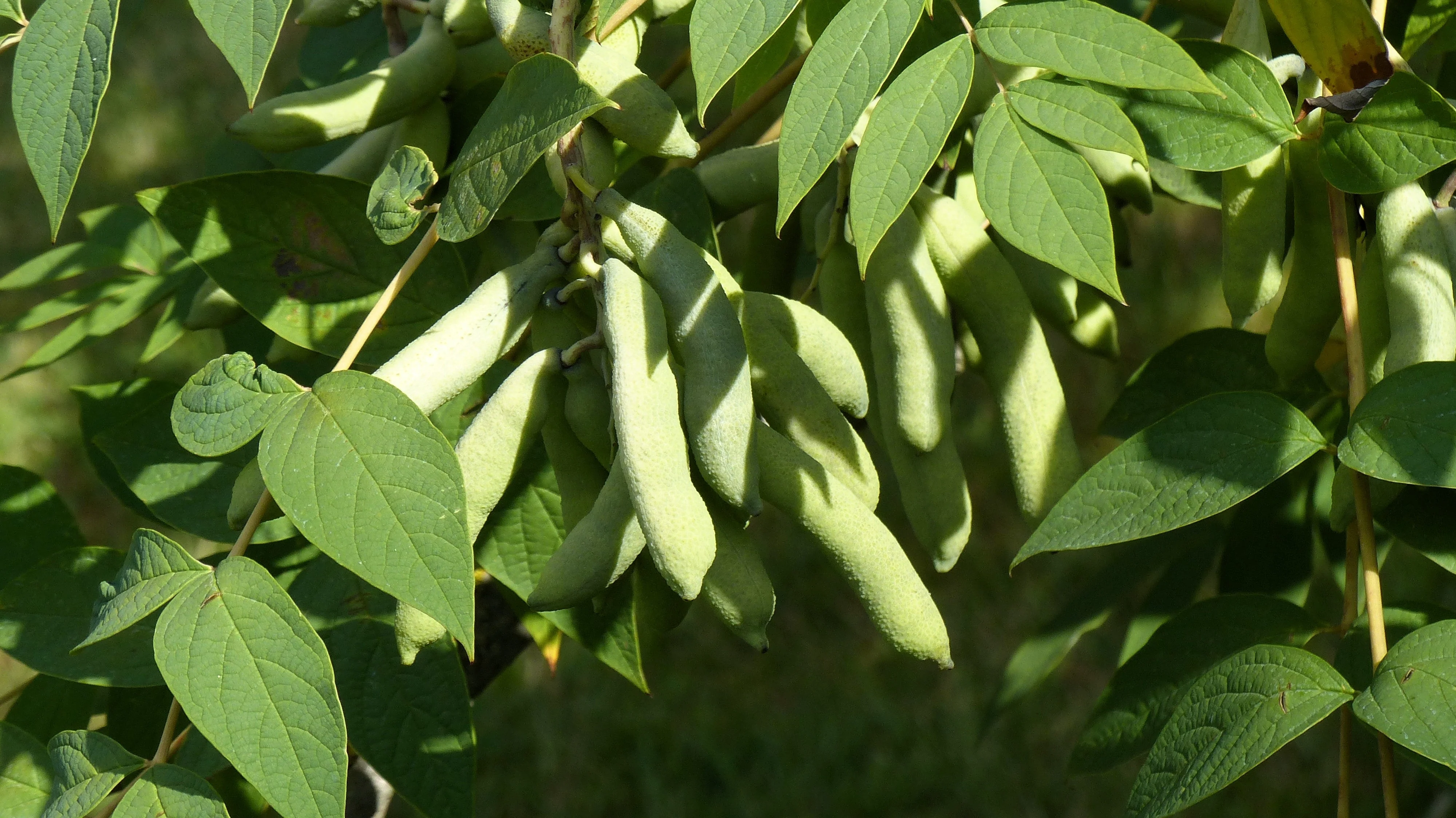 Thumbnail 11